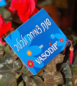 Vasodip